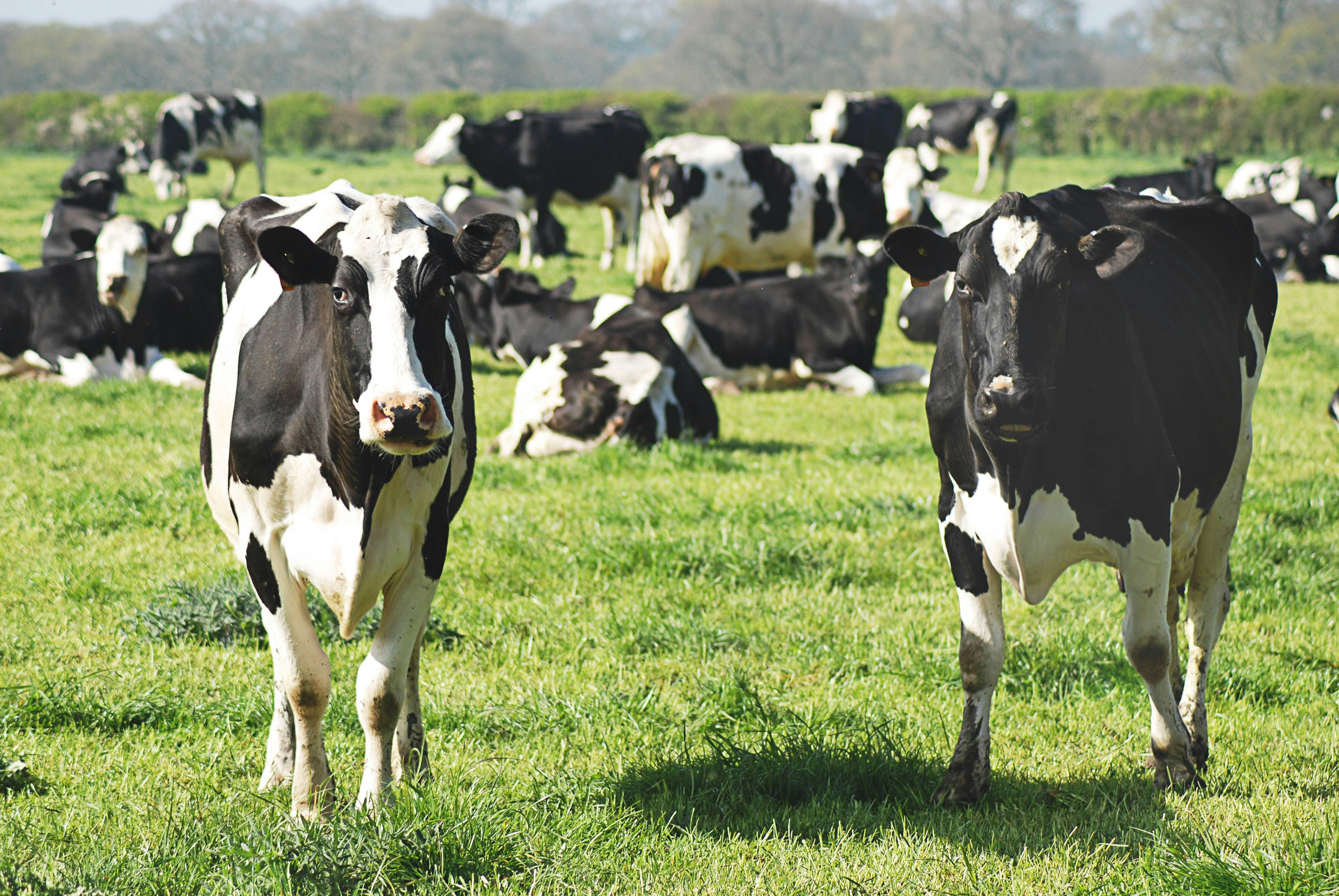Dairy Farming Guide