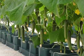 Hydroponic cucumber rows