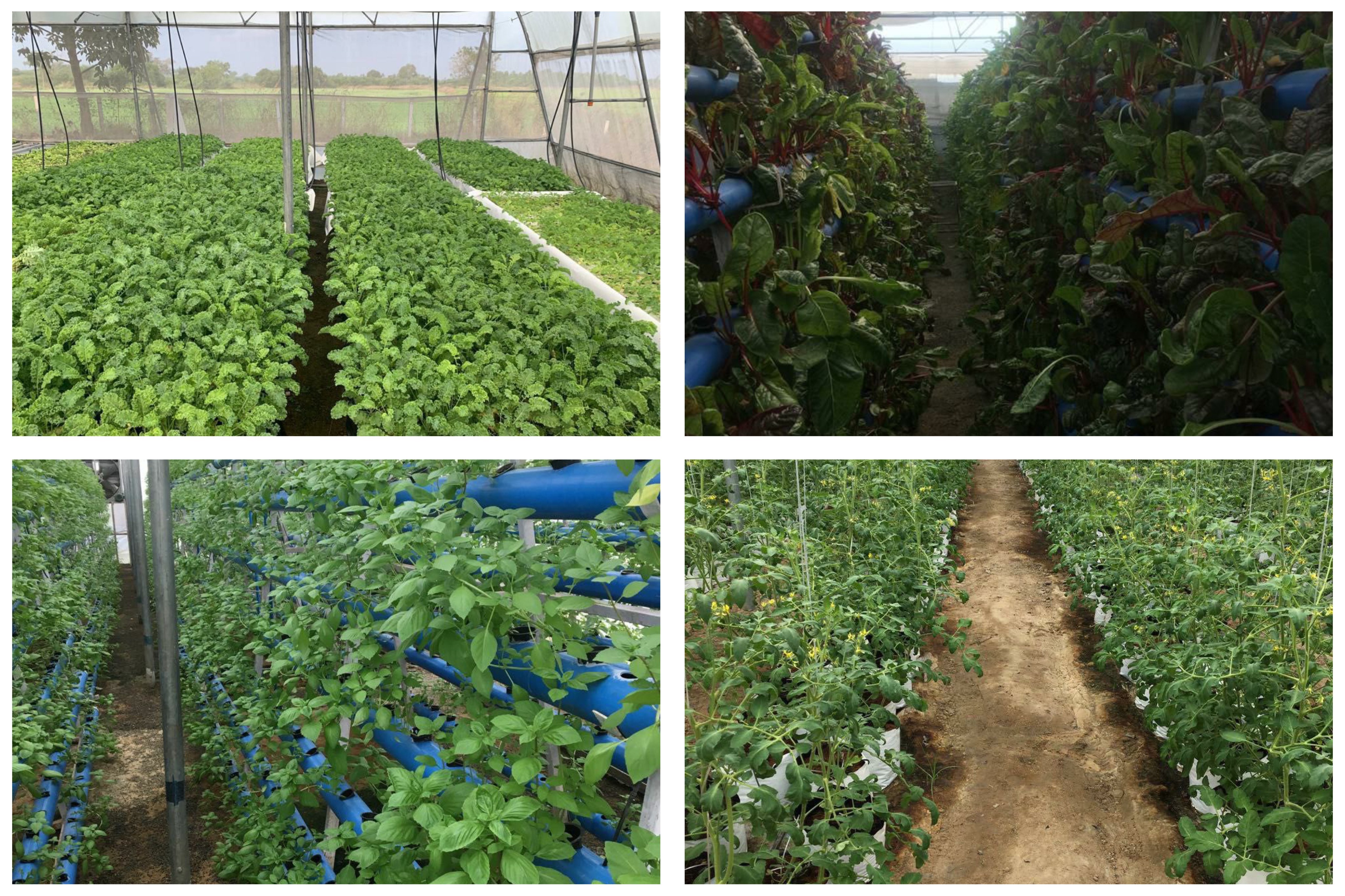 Edaiyarpakkam Farm at full potential before cyclone