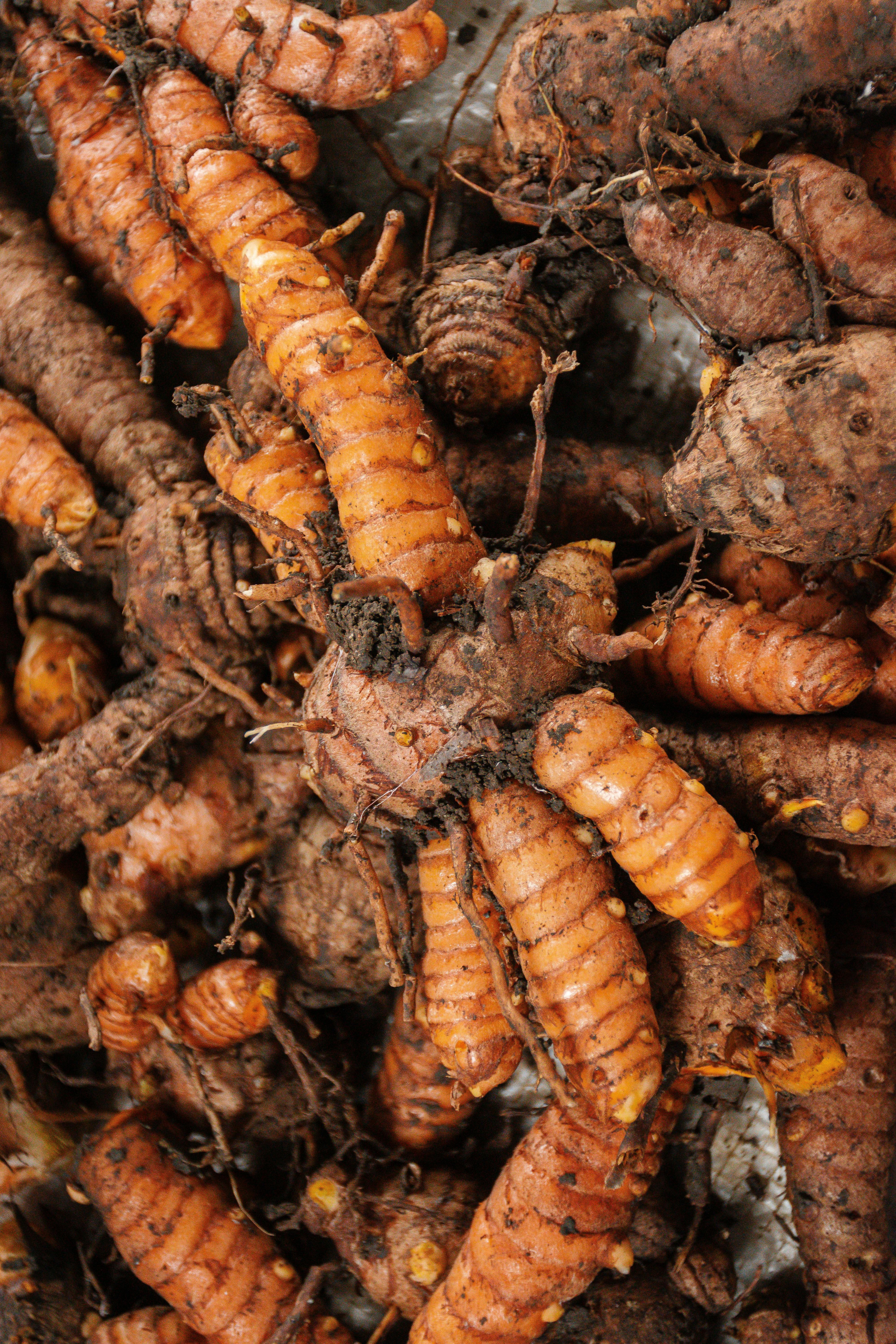 Dried Lakadong turmeric rhizomes
