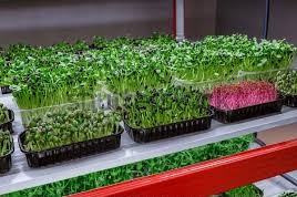 Trays of fresh microgreens in racks