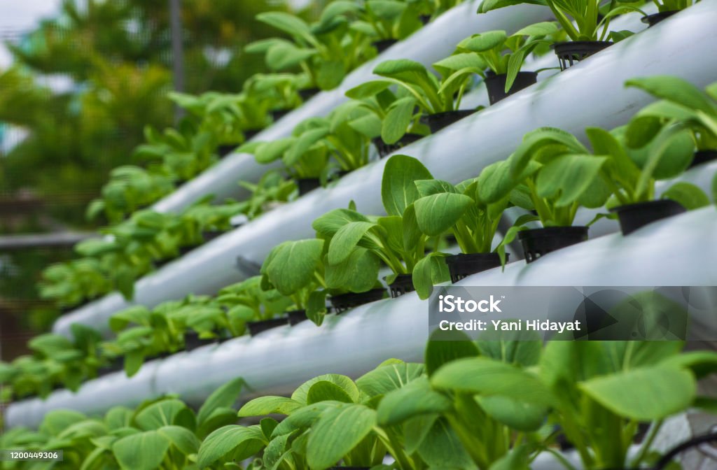 Closed-loop hydroponic irrigation